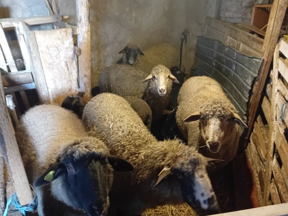 Oi fatate si gestante