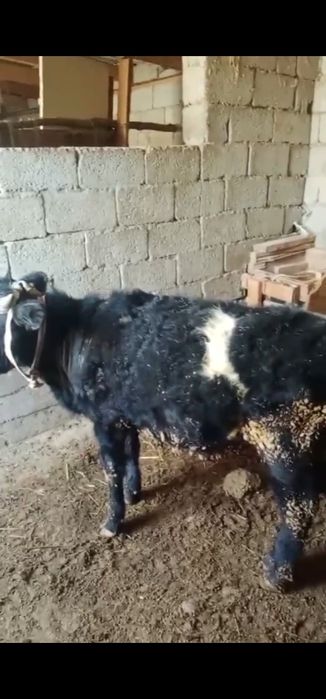 Еркек бұзау 7,8 айлық