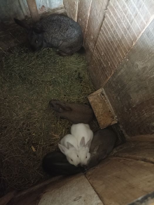 2 iepuroaice cu câte 5 pui 200 de lei bucata