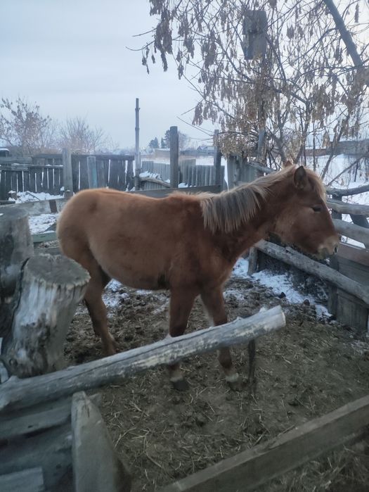 Продам кобылку писать на ватсап