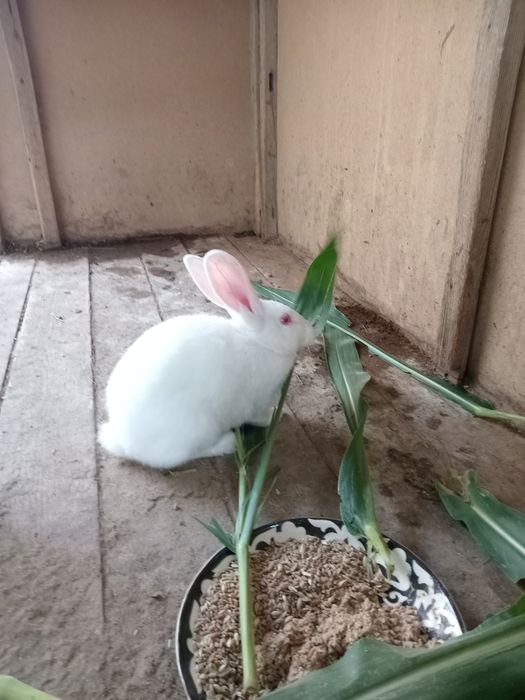 Quyonlar sotiladi srochniy