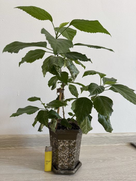 Гибискус розовый продам