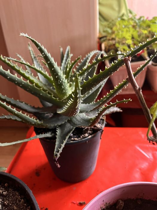 Алое вера - различни големини