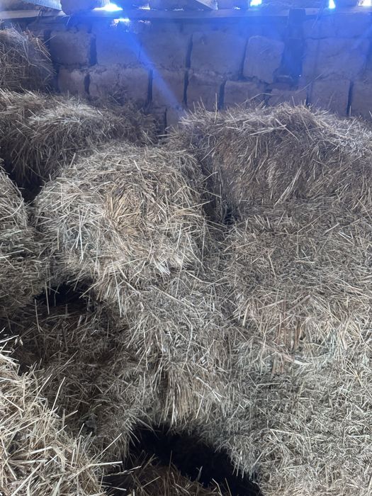 Биринши орак шоп бар