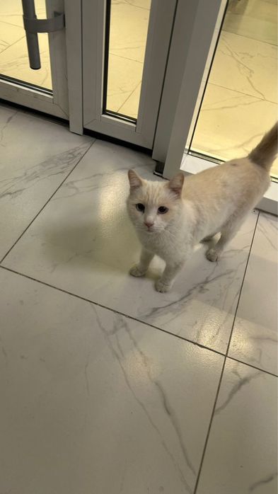 Очень милая(ый) ласковая(ый) с синими глазами ищет любящих родителей)