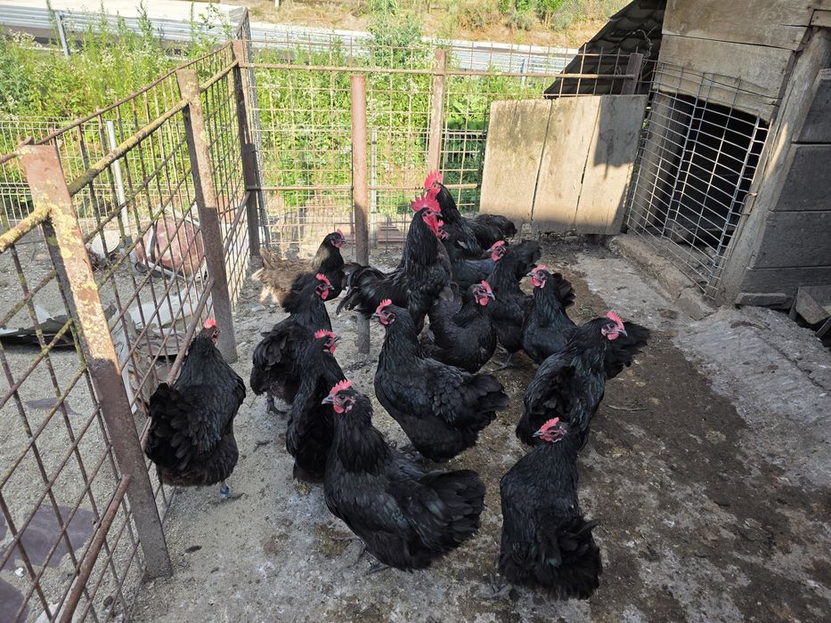 Gaini de rasa Australorp negru