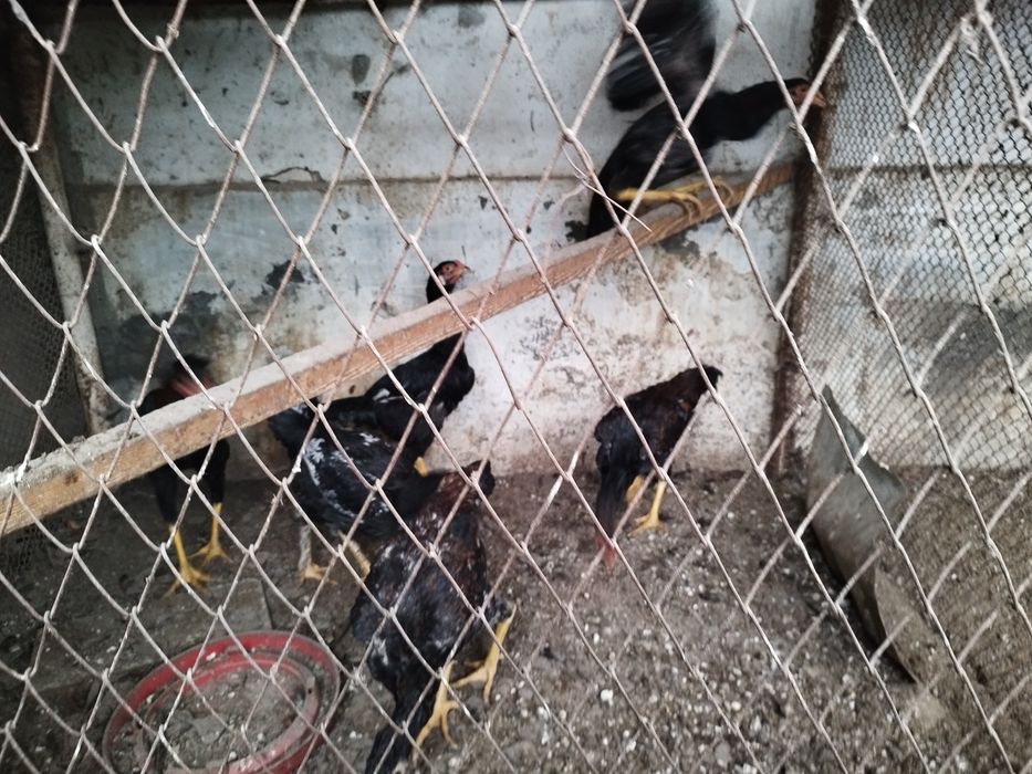 Куланги зотли Жужа Хурозлар