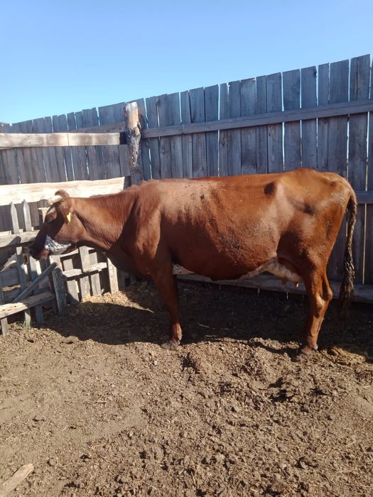 Продам 5дойных коров