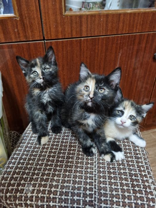 Три прекрасных кошечки