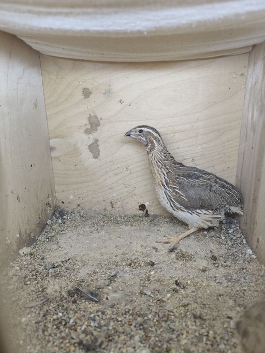 Italiya bedana 45-50 kunli