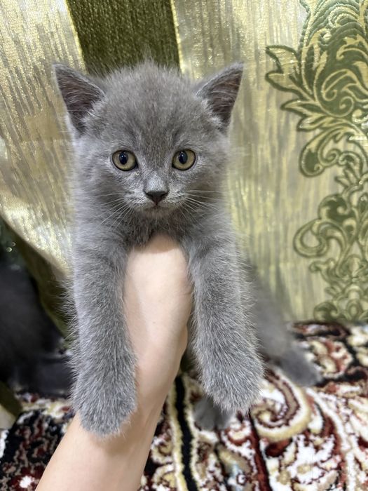Шотландские котята