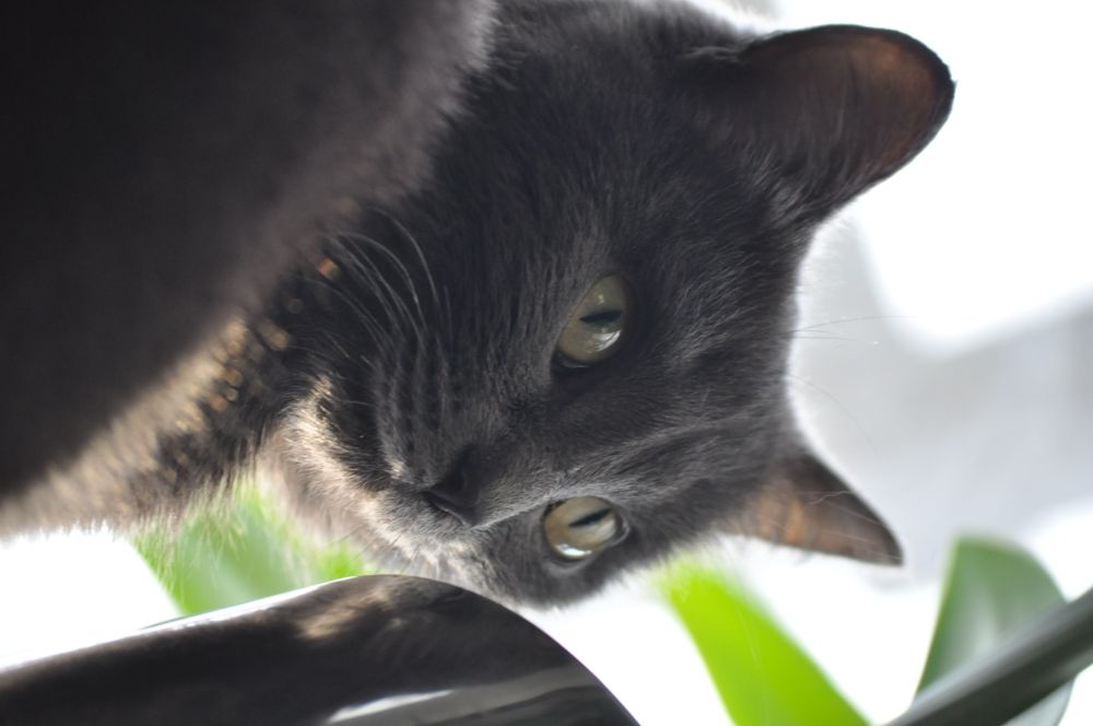 Зеркальный фотоаппарат Nikon D5000