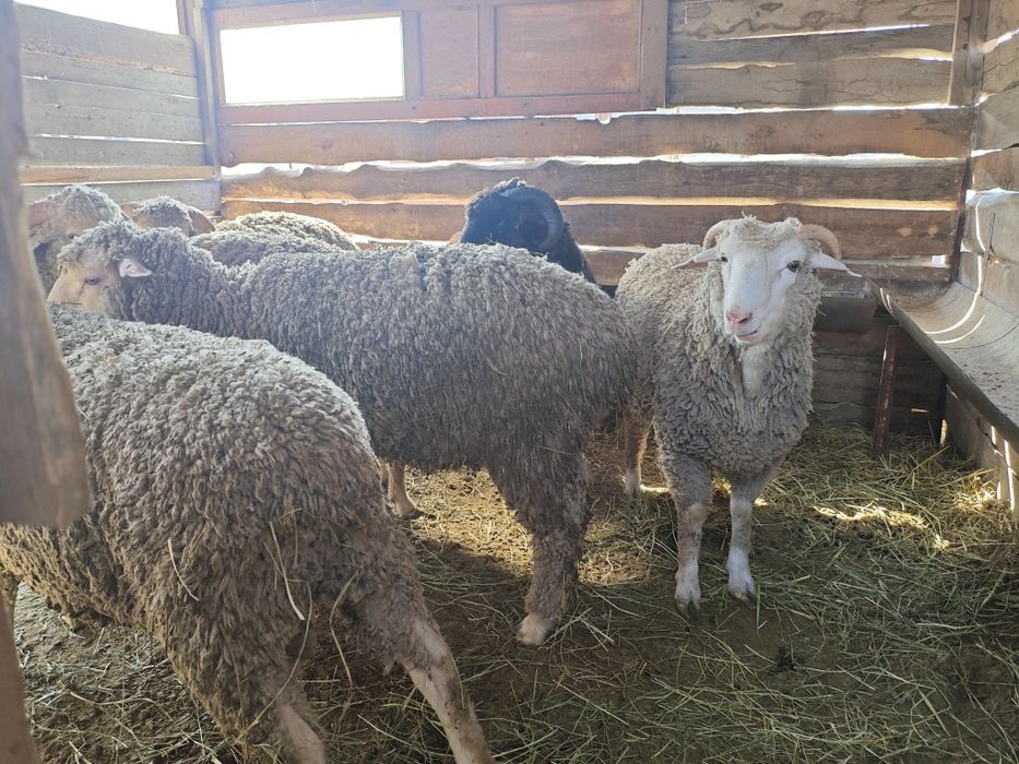 Кой токты сатылымда,