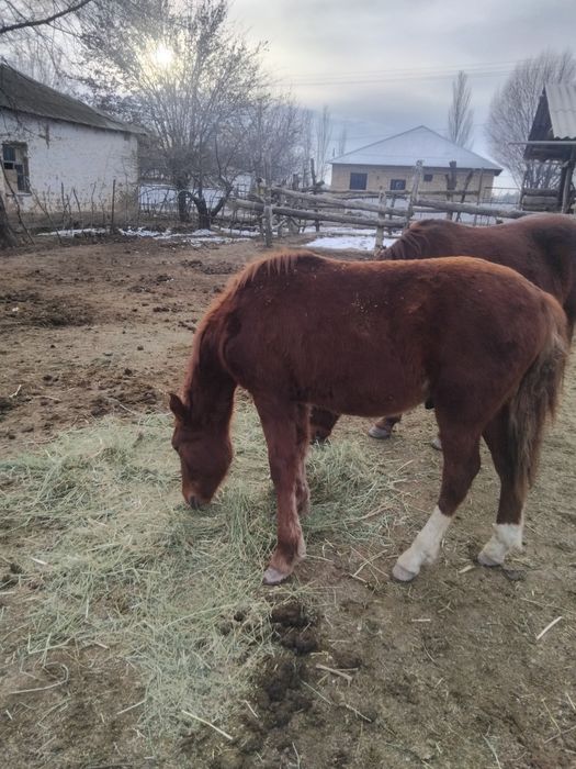 Тай сатылады ааа