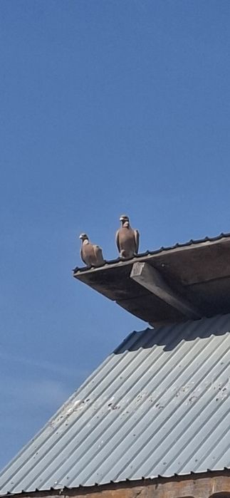 Porumbei voiajori galbeni