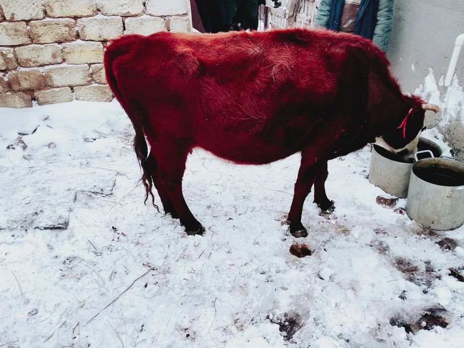Продам карову 450