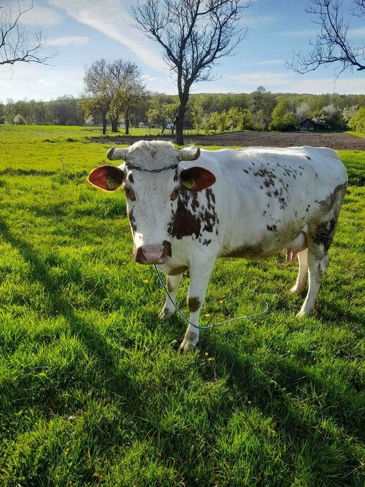 Vaca baltata romaneasca