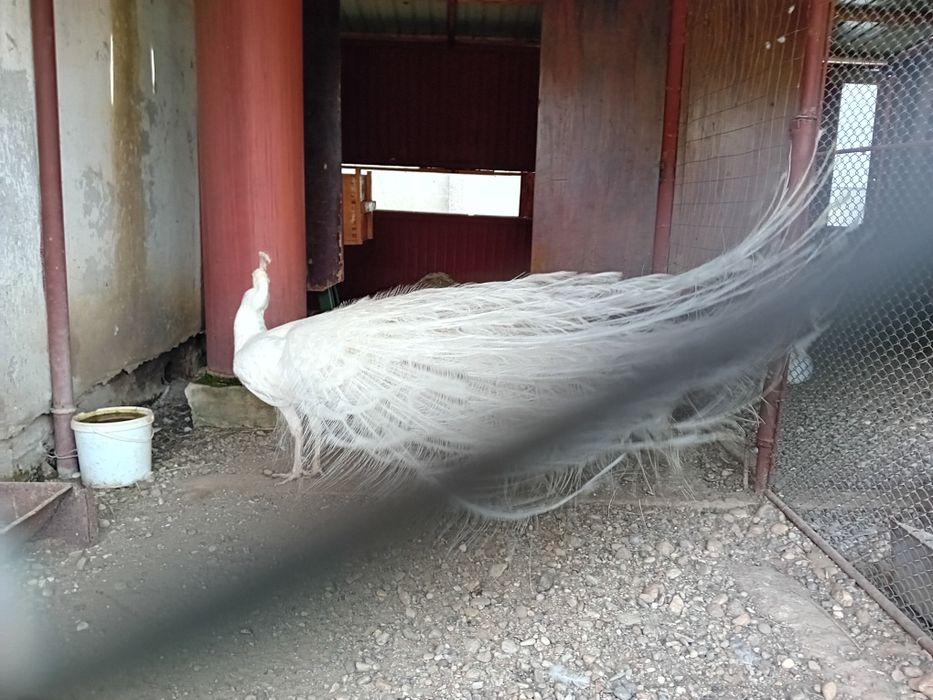 Pauni alb matur de vanzare