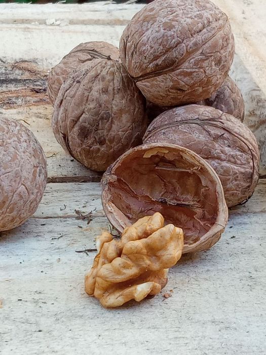 Nuci verzi producție anul 2025 deosebit de mare