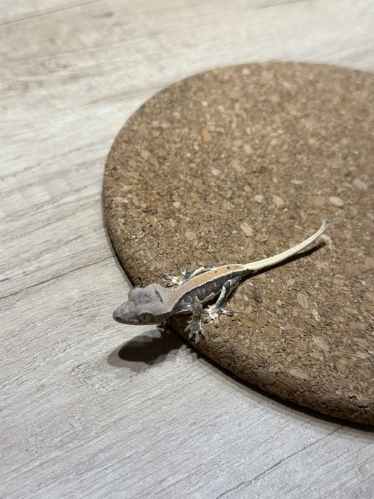 Pui de Crested Gecko
