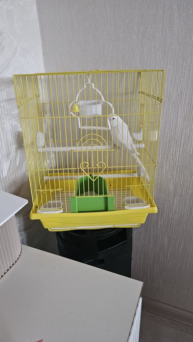 Продаю клетку с попугайчикам