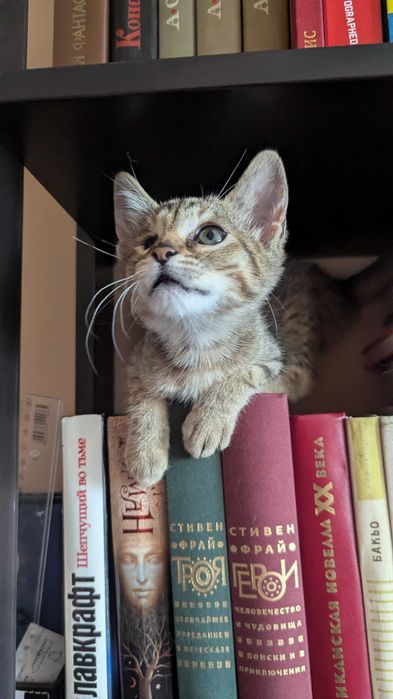 Котенце за добри ръце