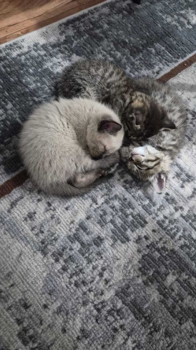 Отдам котят  милых