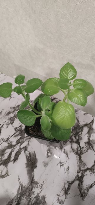 Комнатная   мята