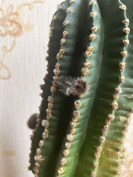 Кактус (эхинопсис)