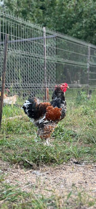 Brahma: porțelan, gold,bobat și barat, respectiv Pinta Pinta: porțelan