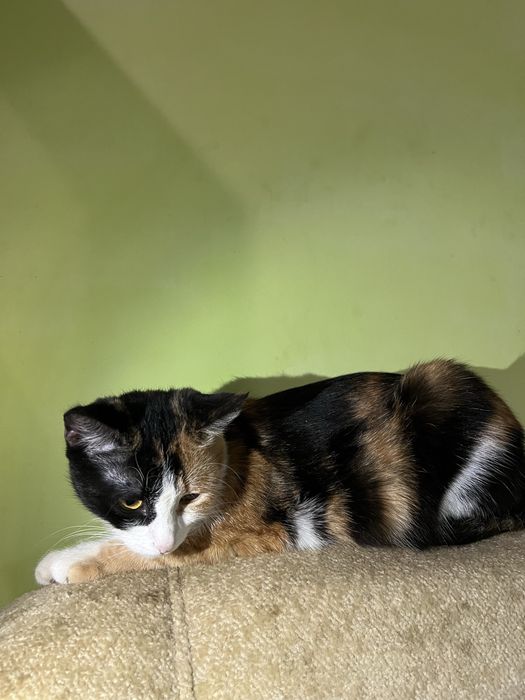 Отдам кошку британка