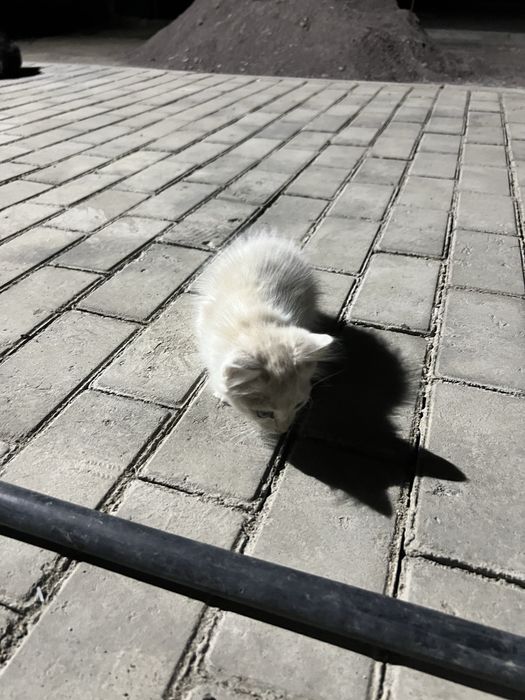 Котята около 5-6 месяца