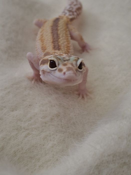 Эублефар самка геккон