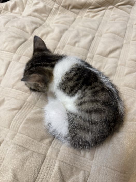 Котенок бесплатно мальчик 2 мес