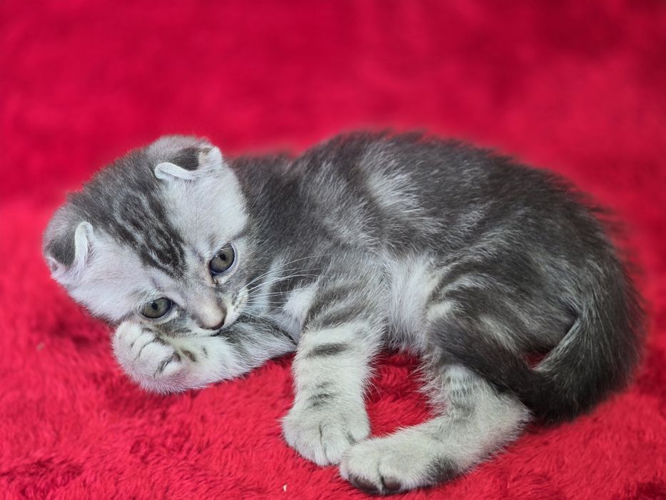 Котята вислоухие Scottish Fold