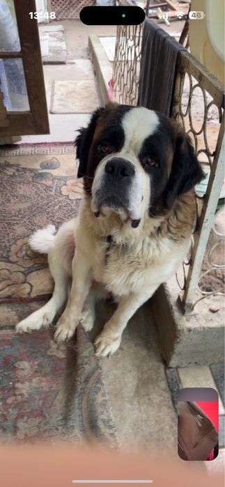 Сенбернар девочка.