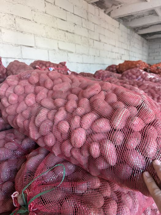 Продаем картофель 65 тенге семена