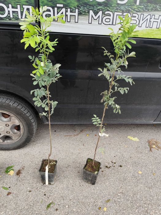 Скоруша - Sorbus domestica