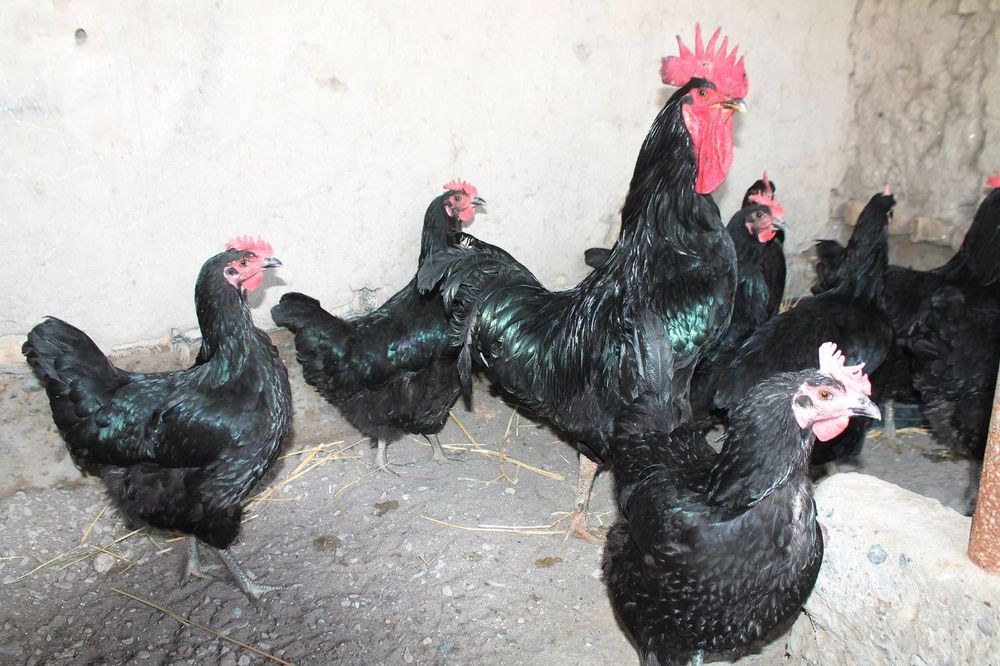 Qora Shaxzoda jõjalari va tuxumlari