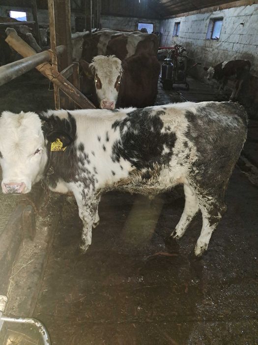 Vând  vitel  belgian