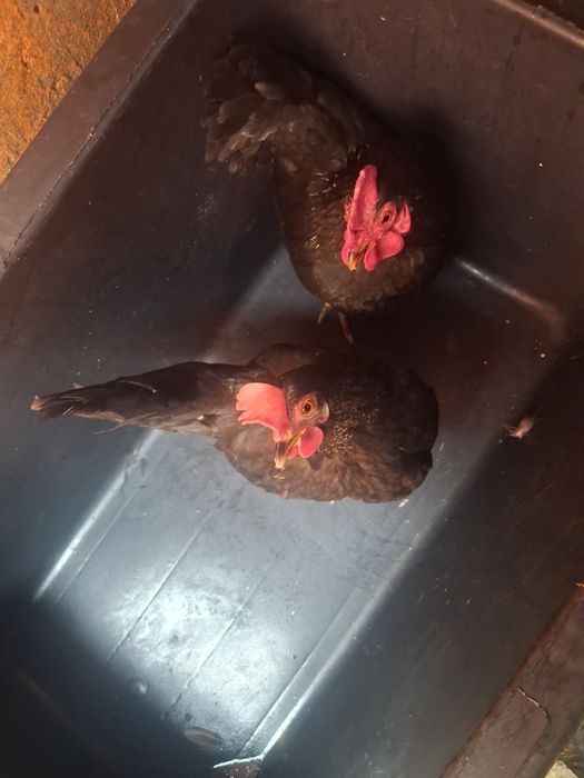 Cocos si Gainusa de vanzare