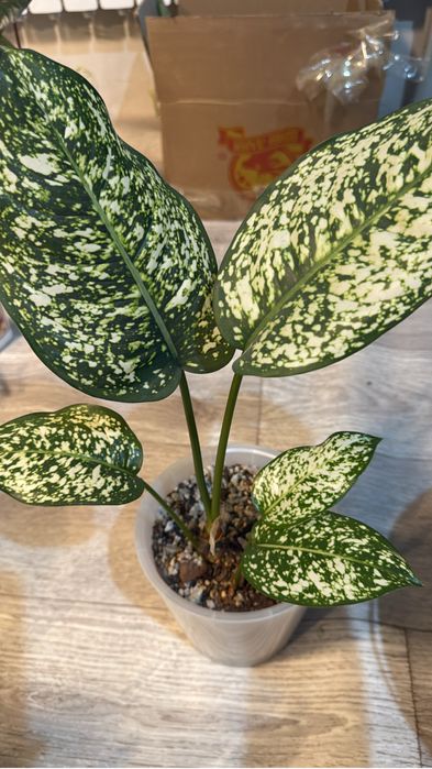 Аглаонема пинк мородок