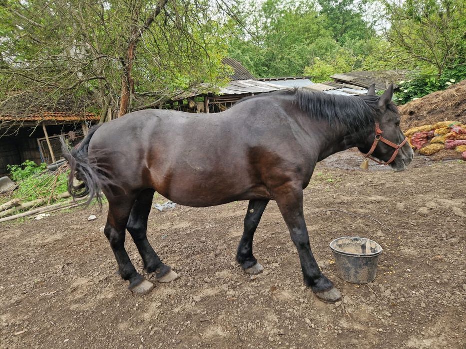 Cal de vanzare 13 ani
