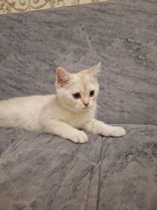 Британский котенок мальчик 2 месяца