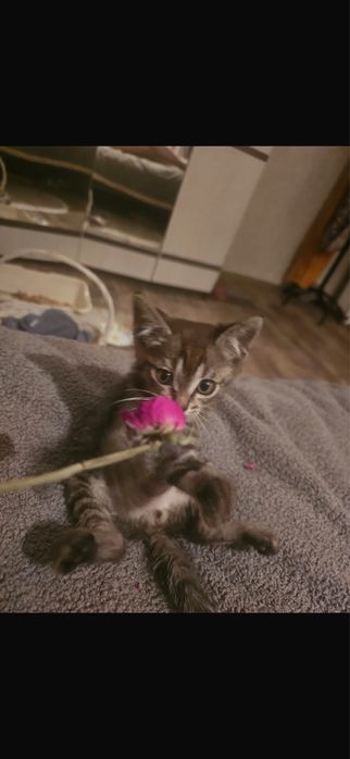 Отдам котенка в добрые руки