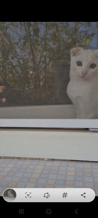 Белый вислоухий котёнок девочка