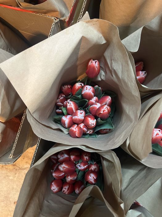 Тюльпаны опт 50-60см