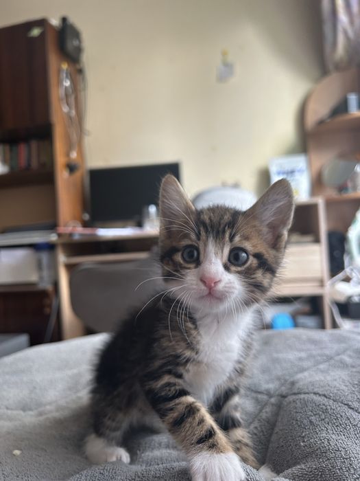 Бебета котета
