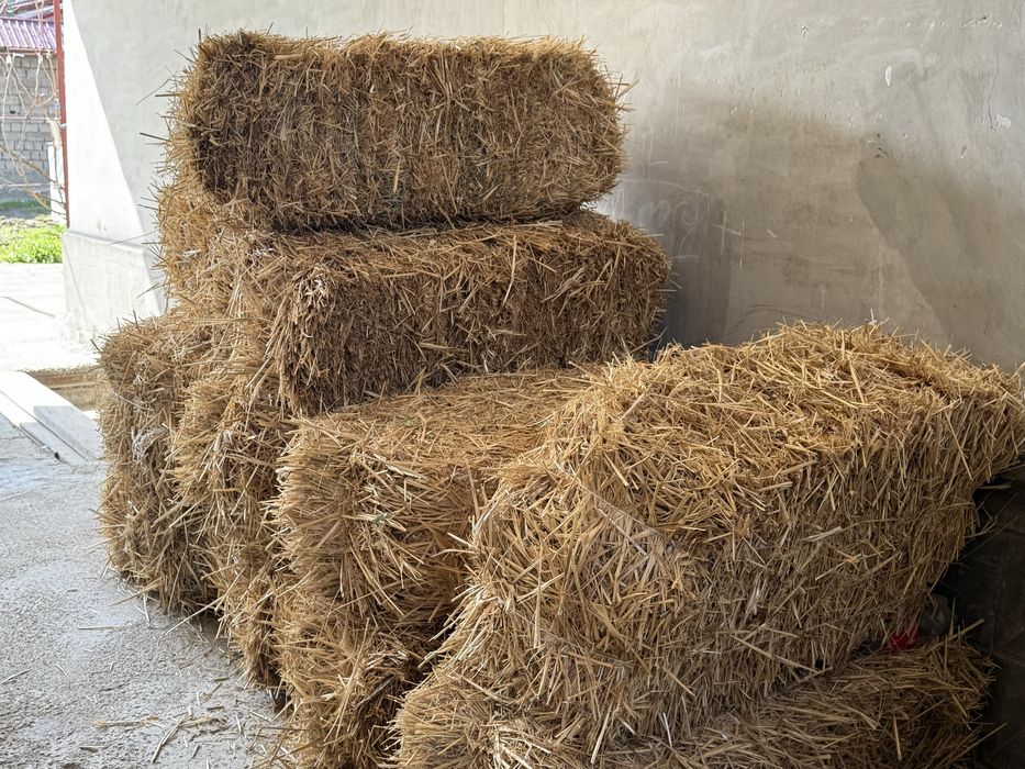 Somon press sotiladi