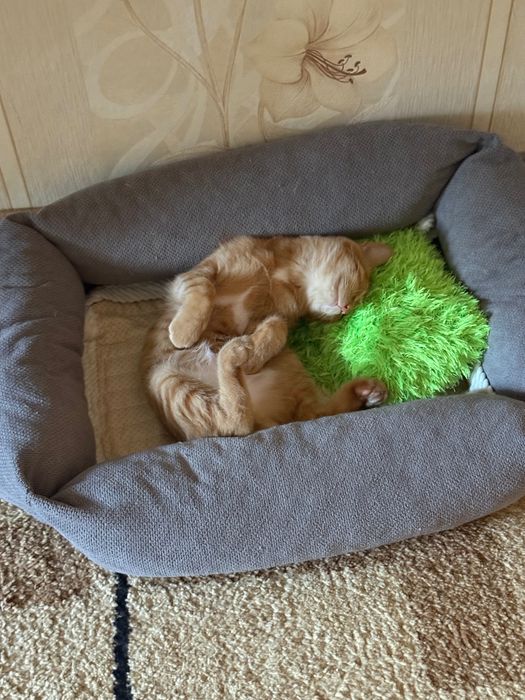 Отдам котенка в хорошие руки